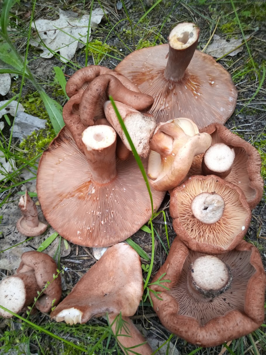 Млечник дубовый гриб