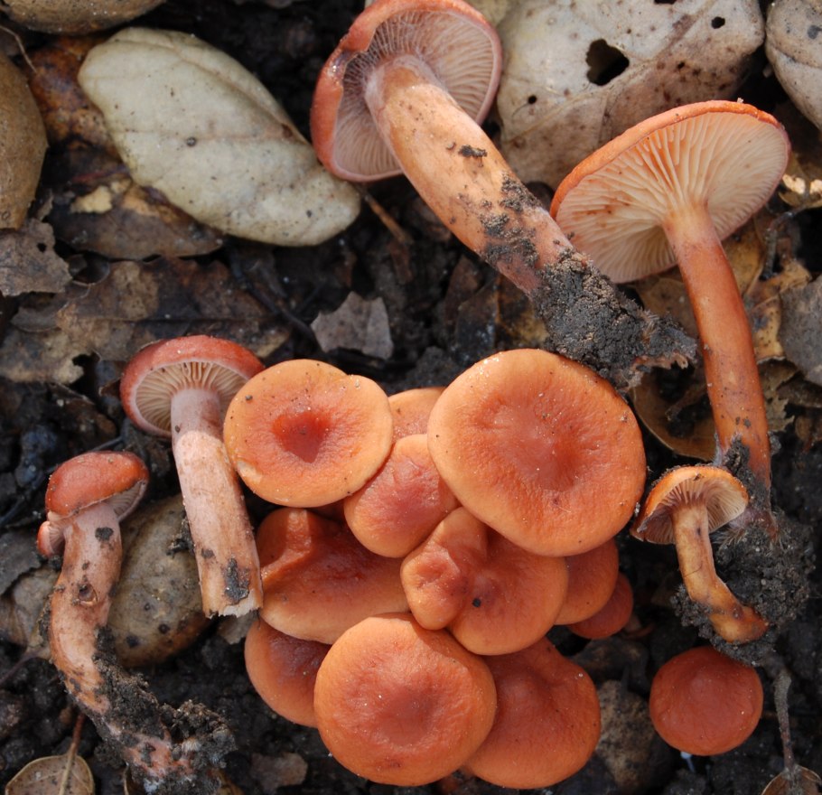 Lactarius flavidulus Imai - груздь Пихтовый