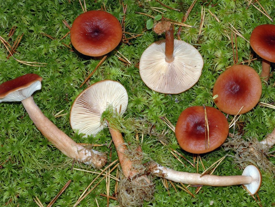 Гриб млечник гигрофорный