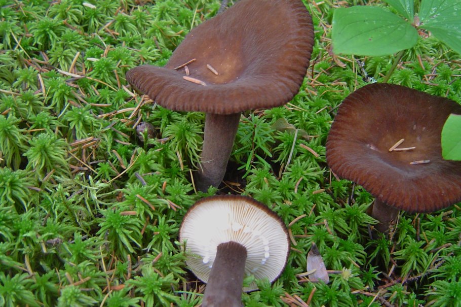 Млечник бурый