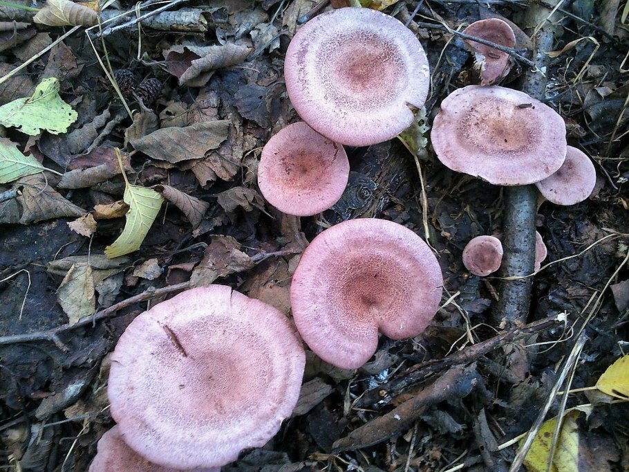 Гриб млечник камфорный