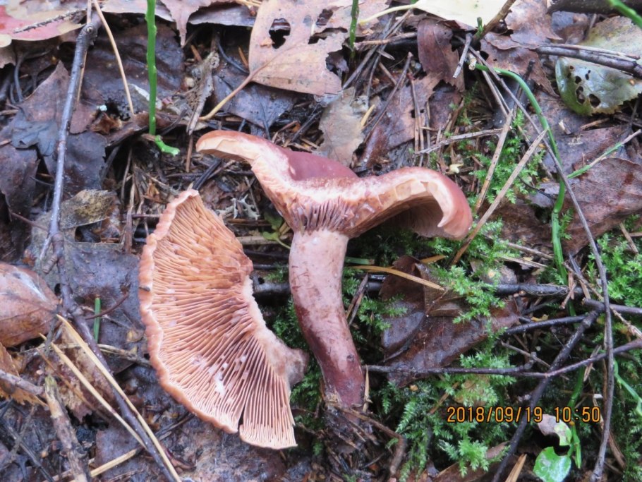 Груздь камфорный млечник