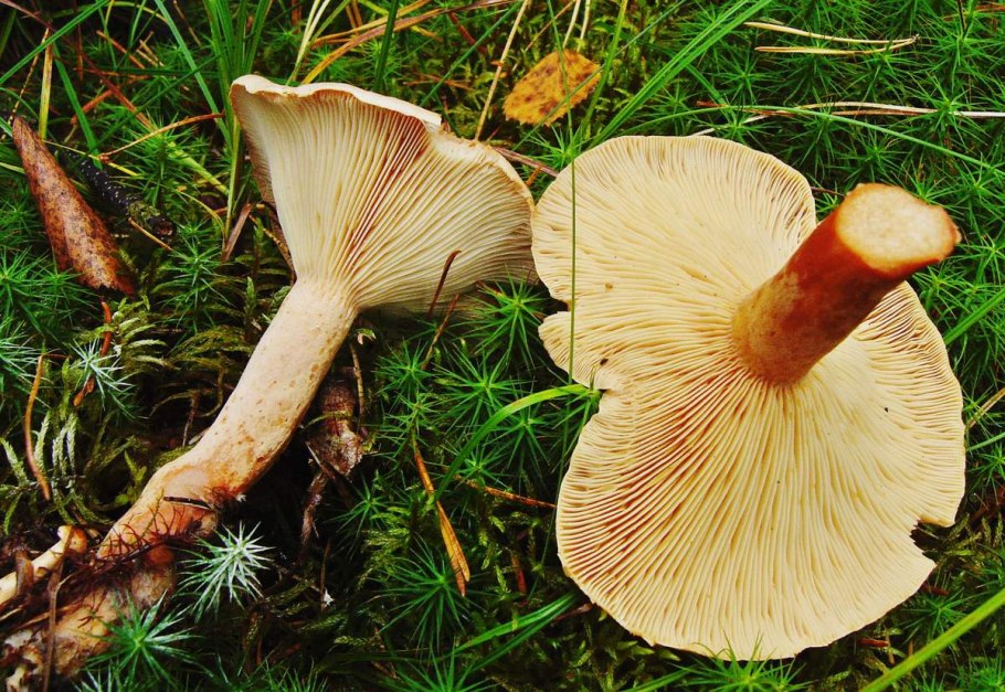 Млечник нейтральный Lactarius Quietus