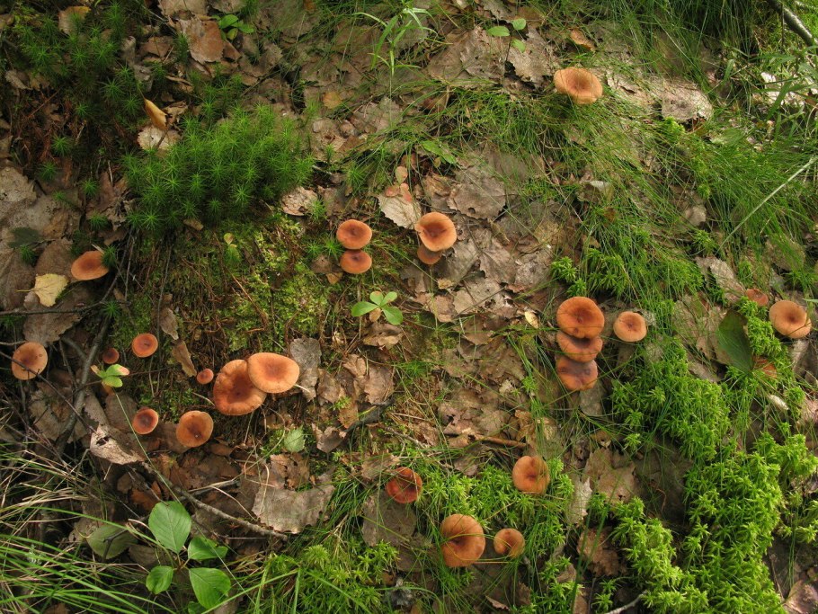 Млечник водянисто-Млечный