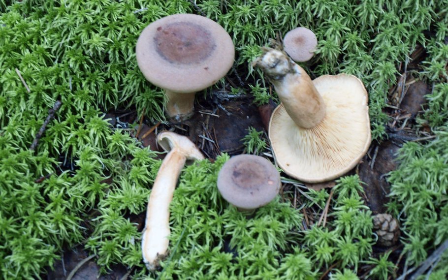 Млечник ароматный