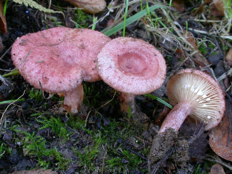 Млечник чахлый Lactarius tabidus