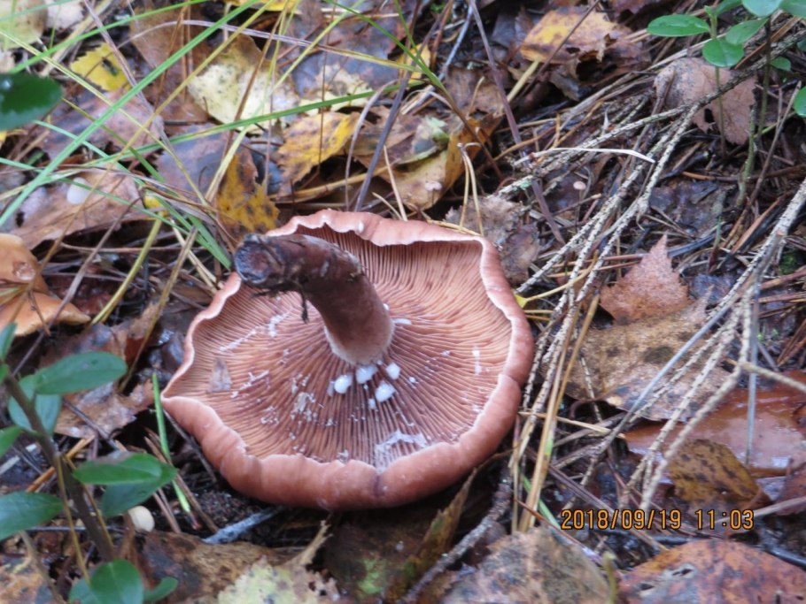 Млечник Сосновый