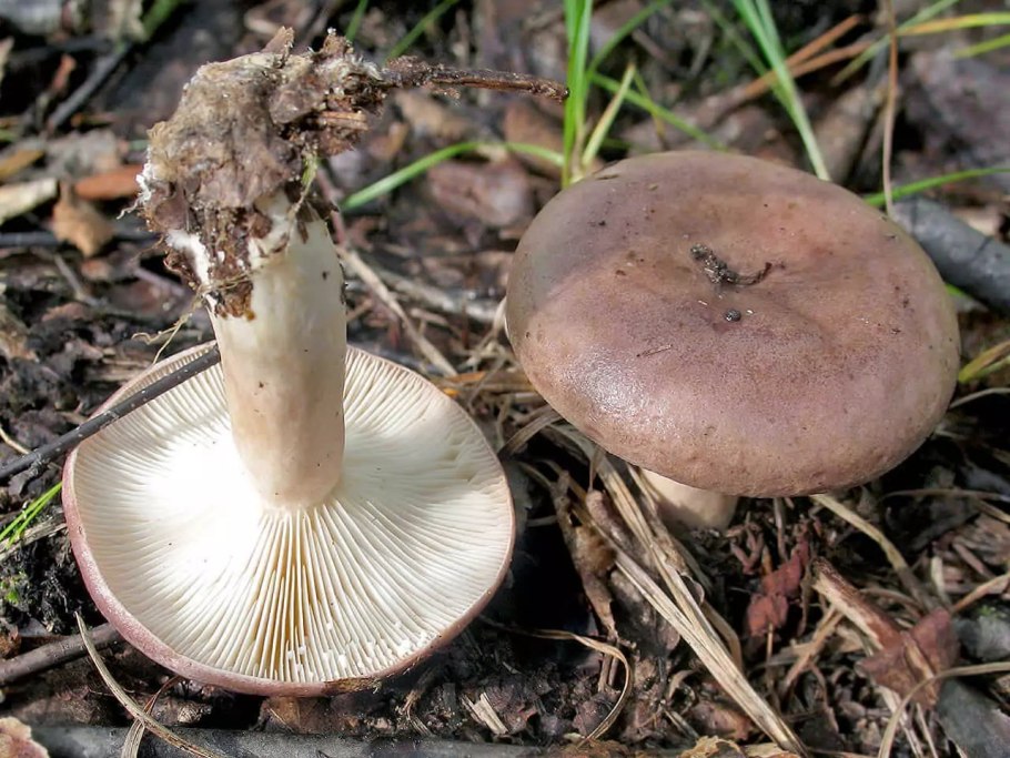 Млечник болотный Lactarius sphagneti