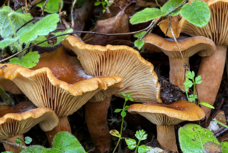 Lactarius lilacinus