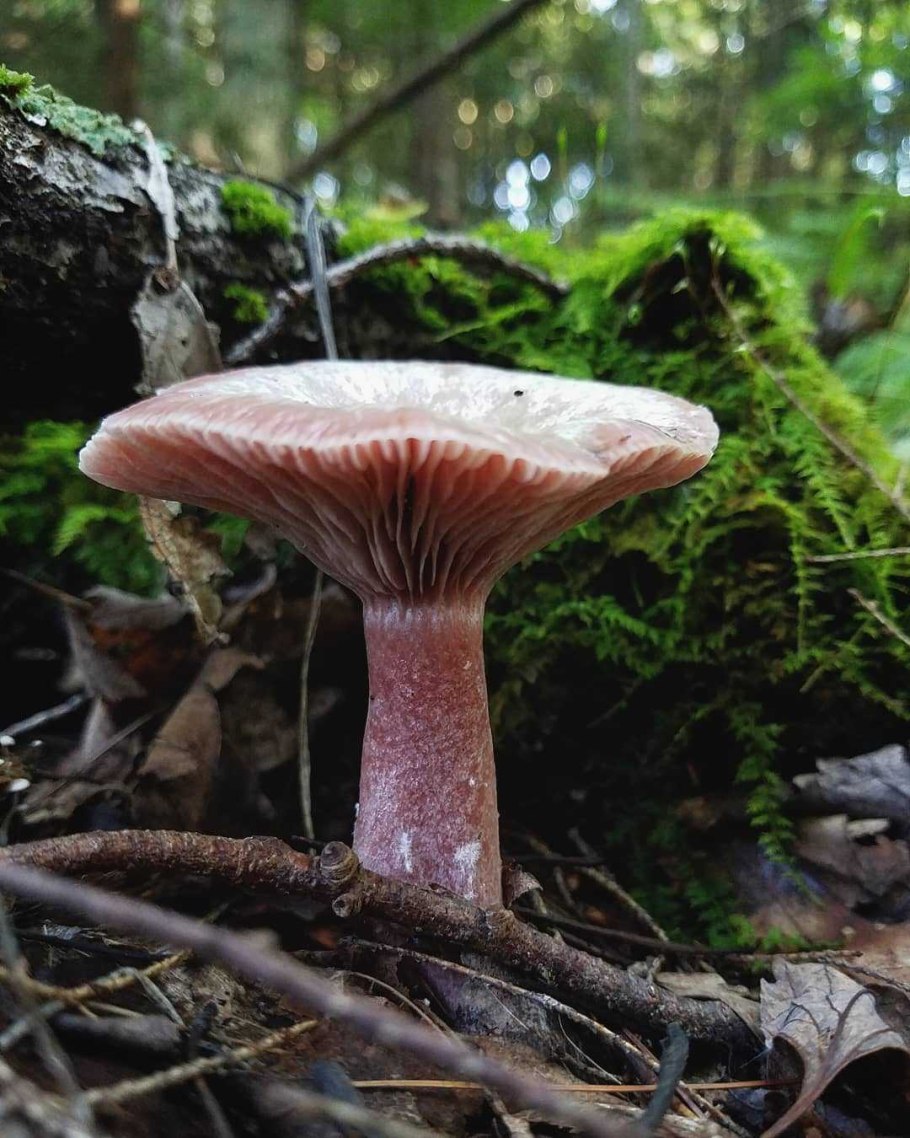 Гриб волнушка млечник шиповатый