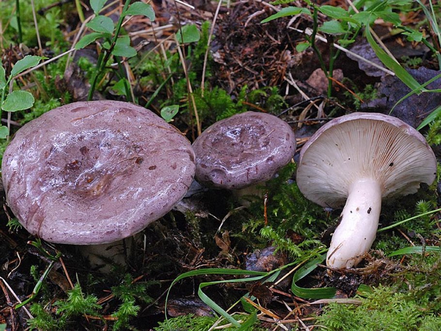 Род млечник (Lactarius).