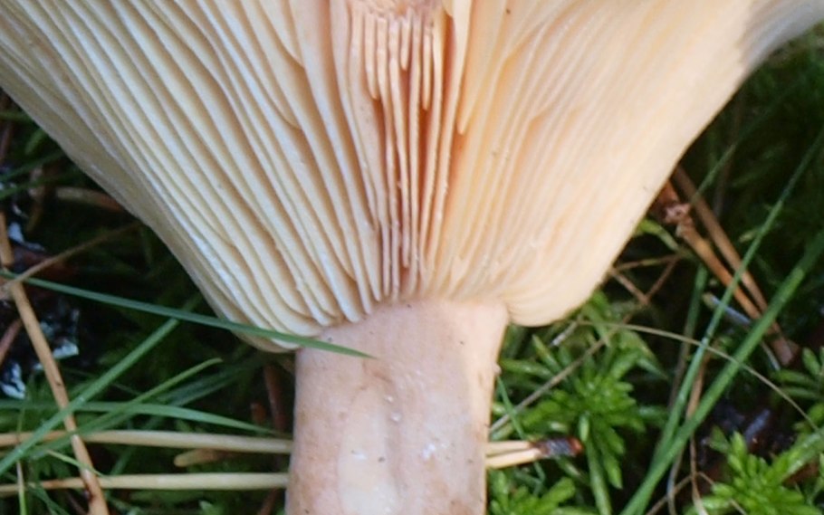 Чешуйчатка травяная Phaeolepiota Aurea