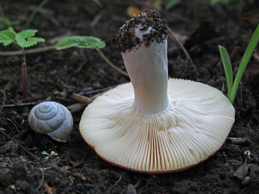 Russula exalbicans