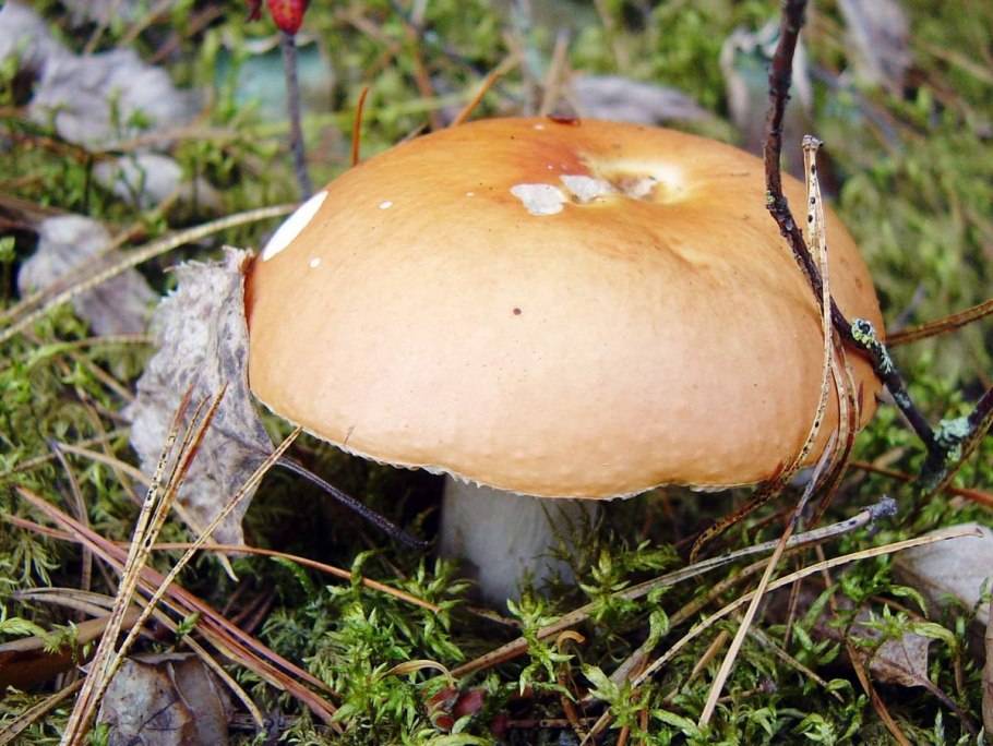 Базидиомикота сыроежка