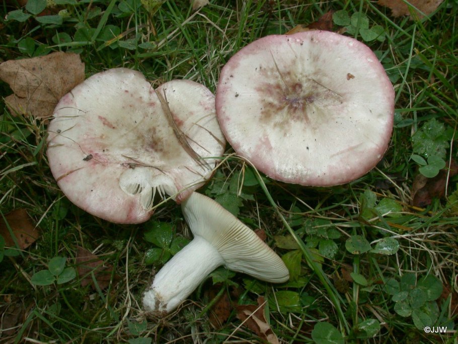 Russula exalbicans