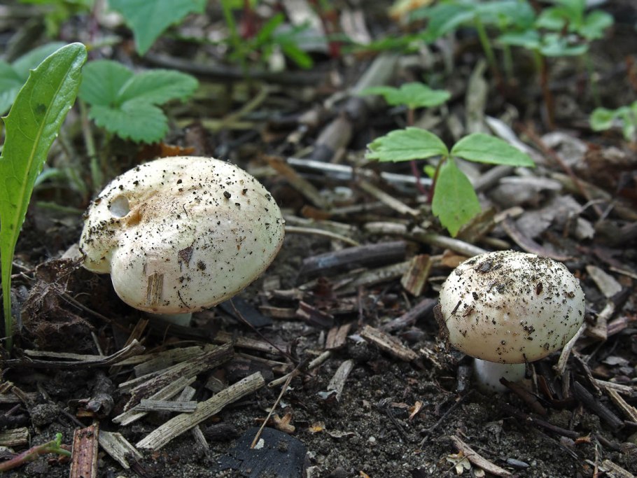 Сыроежка выцветающая фото