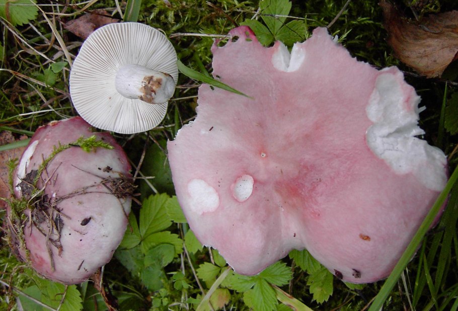 Сыроежка выцветающая (Russula exalbicans)