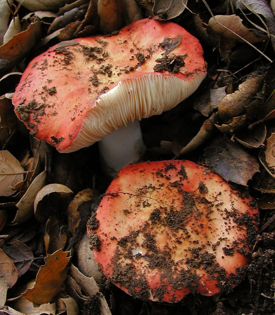 Сыроежка кроваво-красная Russula