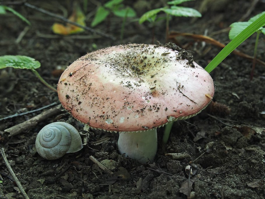 Сыроежка розовая выцветающая