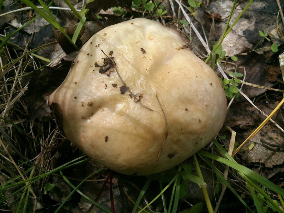 Гриб рядовка