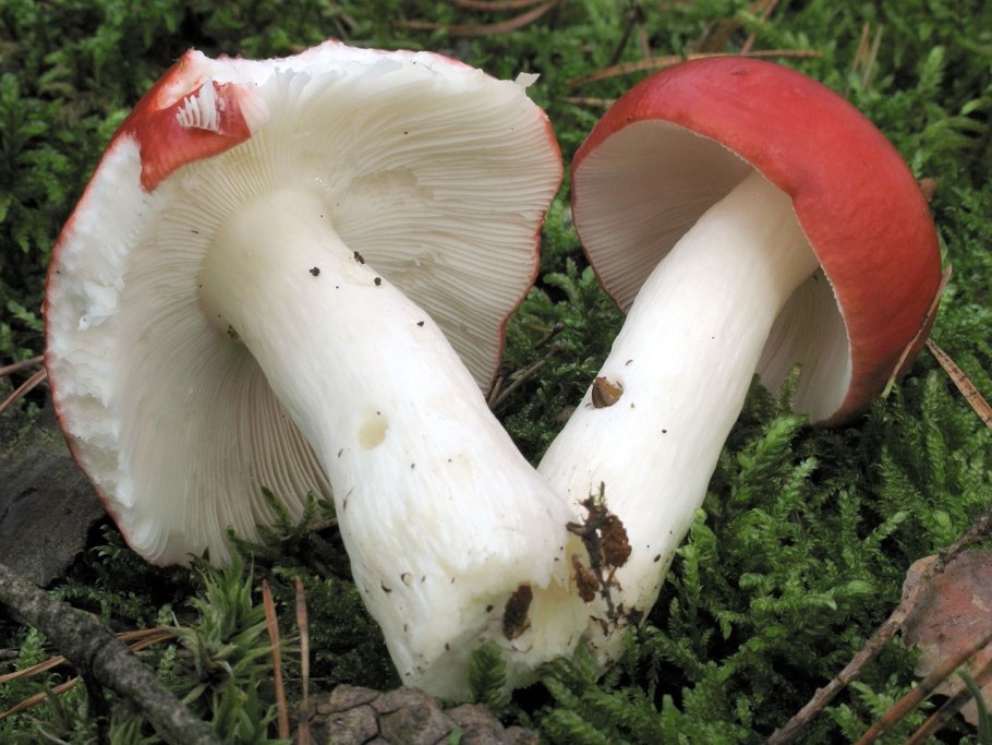 Сыроежка сардониксовая Russula Sardonia