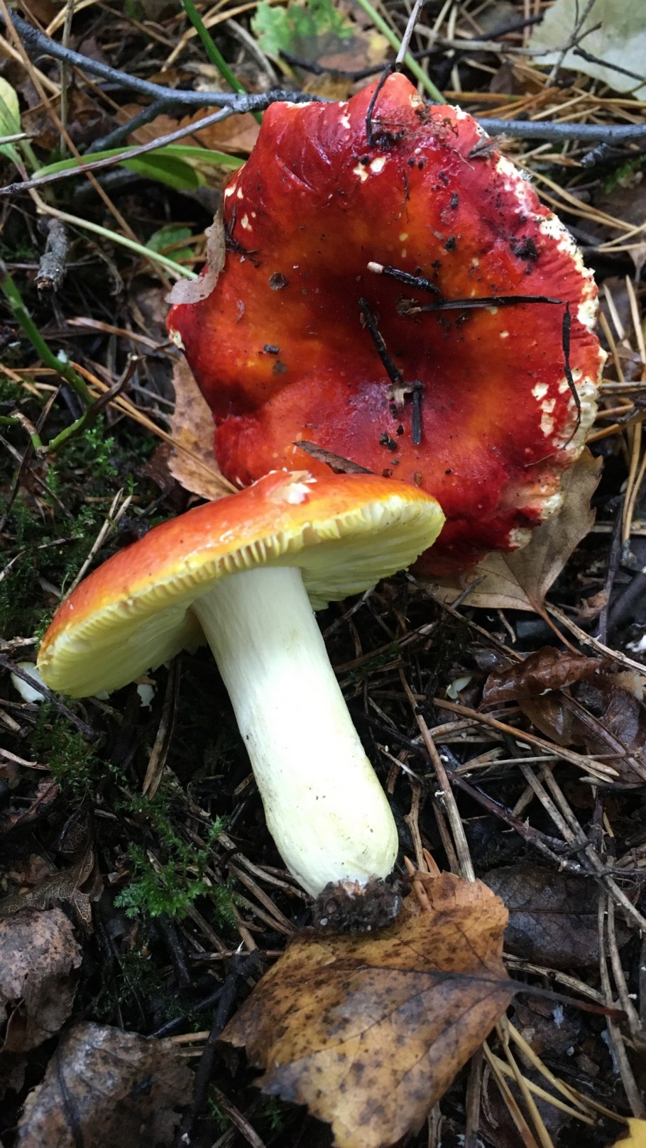 Сыроежка съедобный гриб