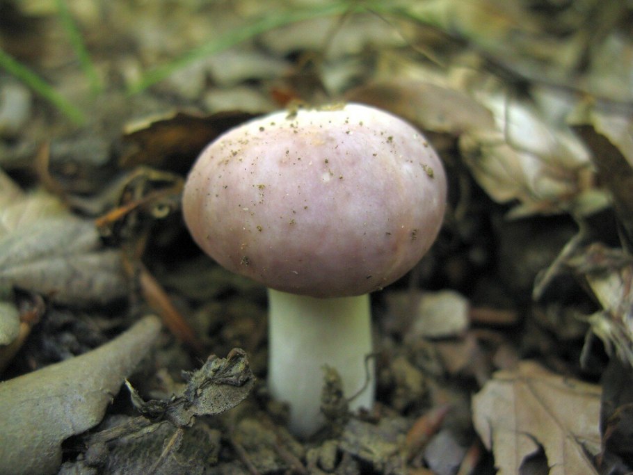 Сыроежка выцветающая (Russula exalbicans)