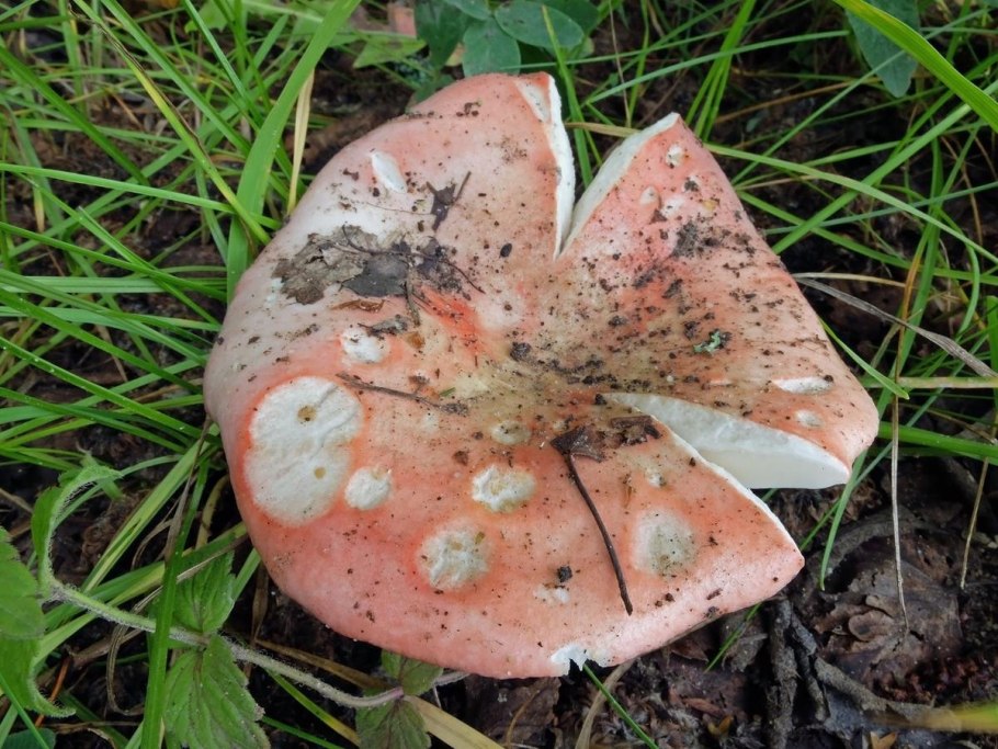 Култышева Грибное царство