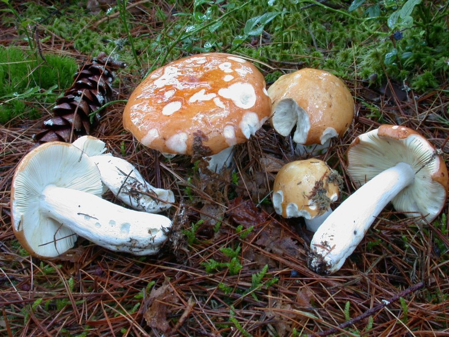 Грибы трюфели сыроежки