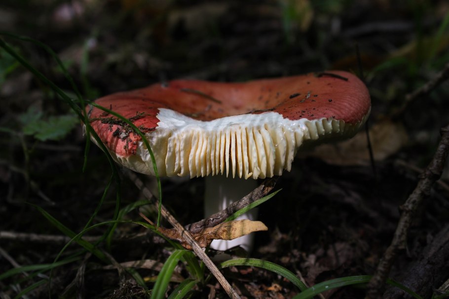 Russula Compactae