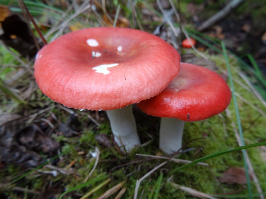 Сыроежка зелёная (Russula aeruginea).