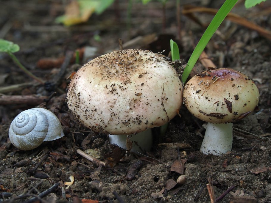 Сыроежка выцветающая фото