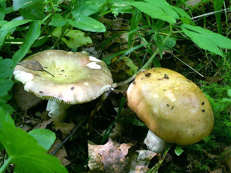 Russula exalbicans