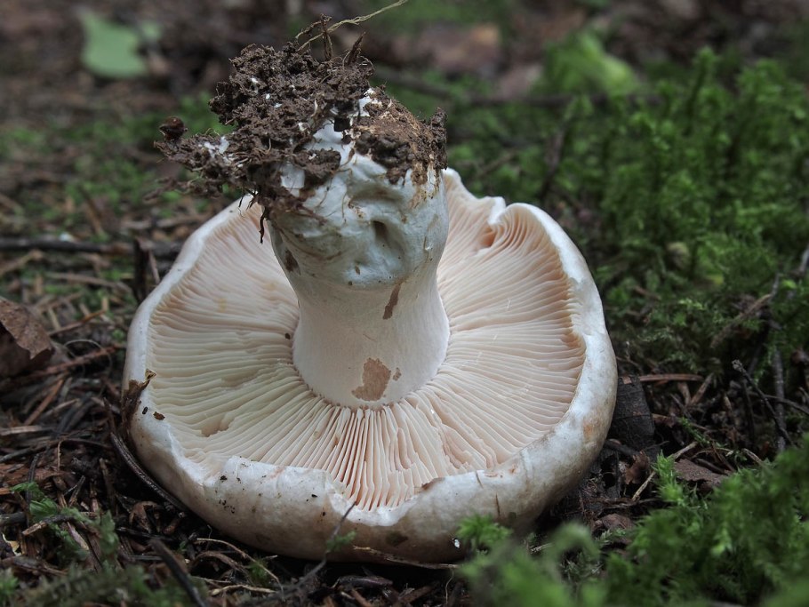 Russula betularum