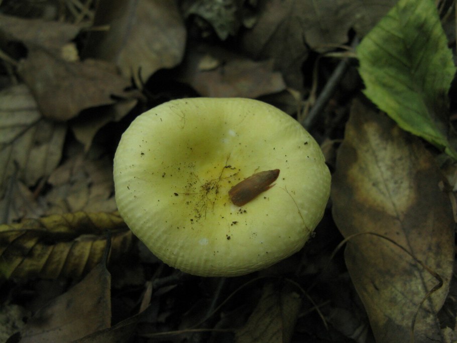 Сыроежки кубышки