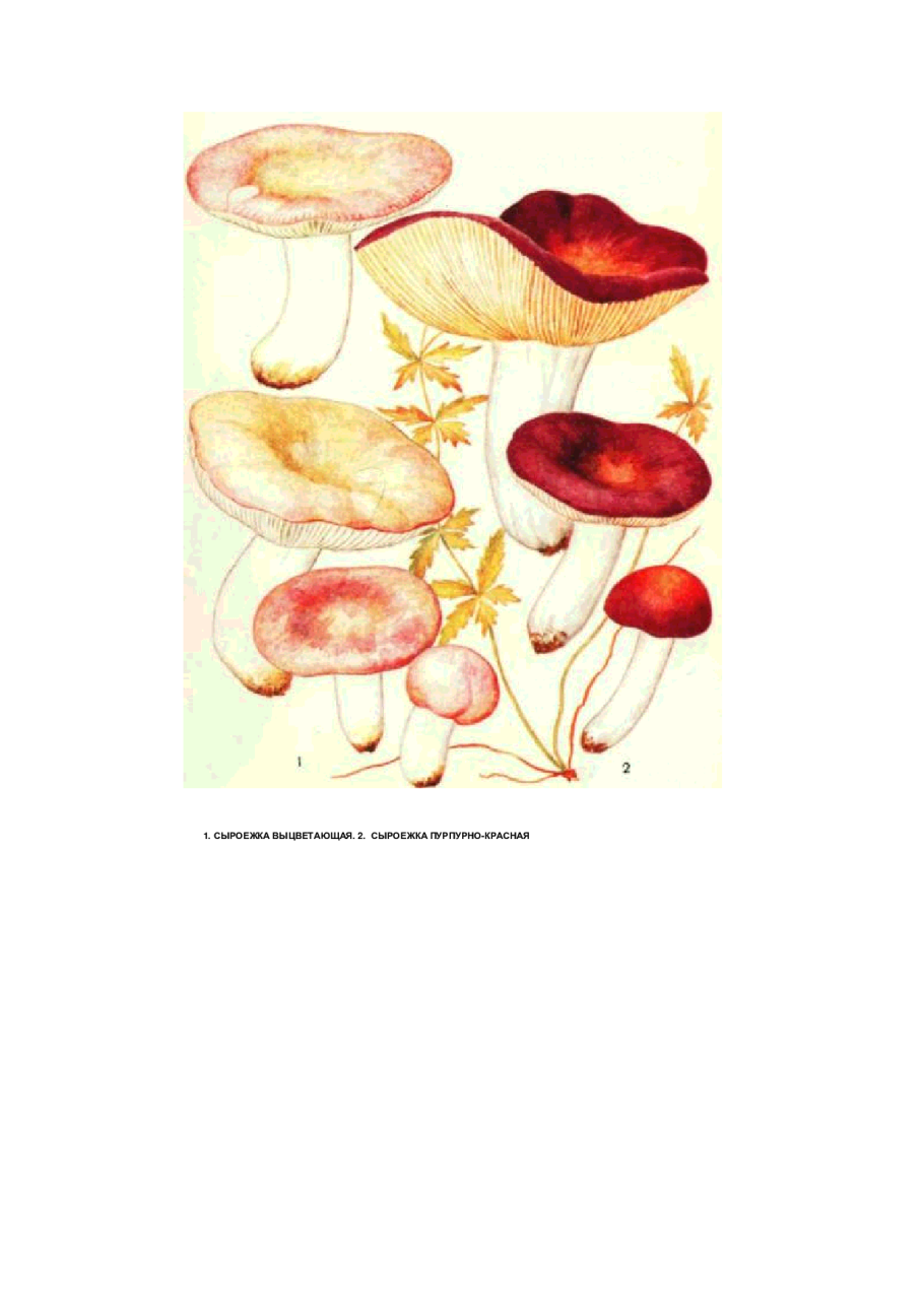 Сыроежка жгучеедкая (Russula emetica)