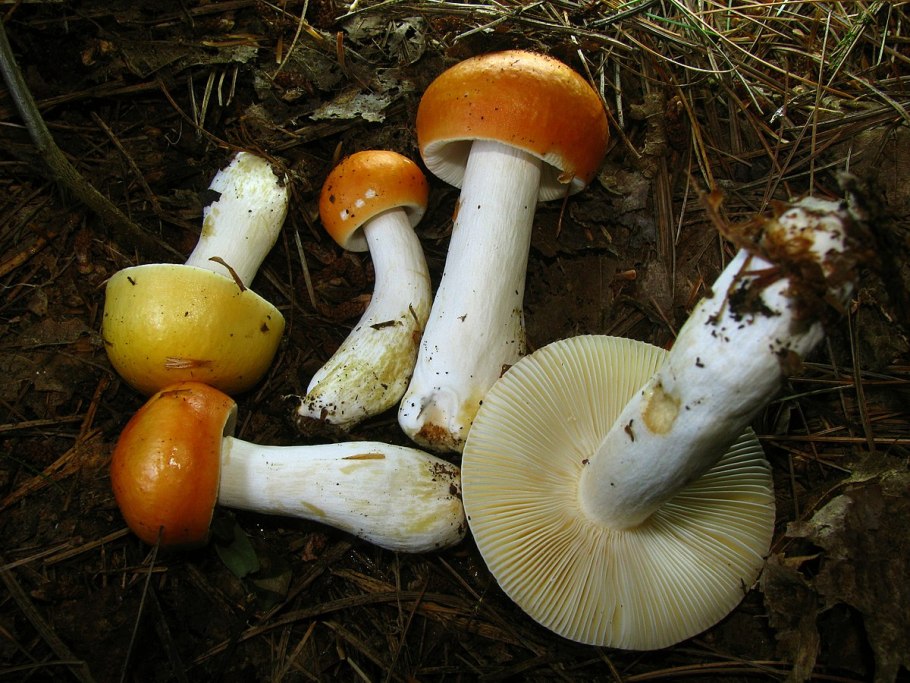 Сыроежка сереющая russula decolorans