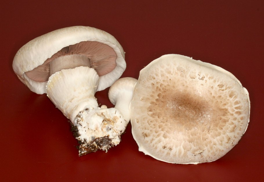 Шампиньон полевой Agaricus arvensis