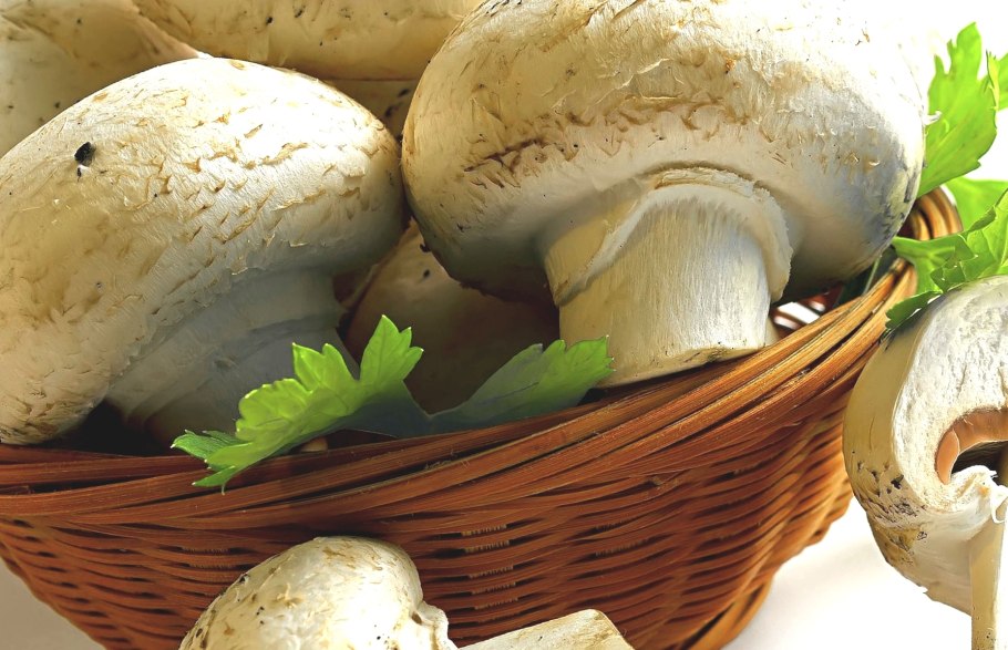 Шампиньон Луговой Agaricus Campestris