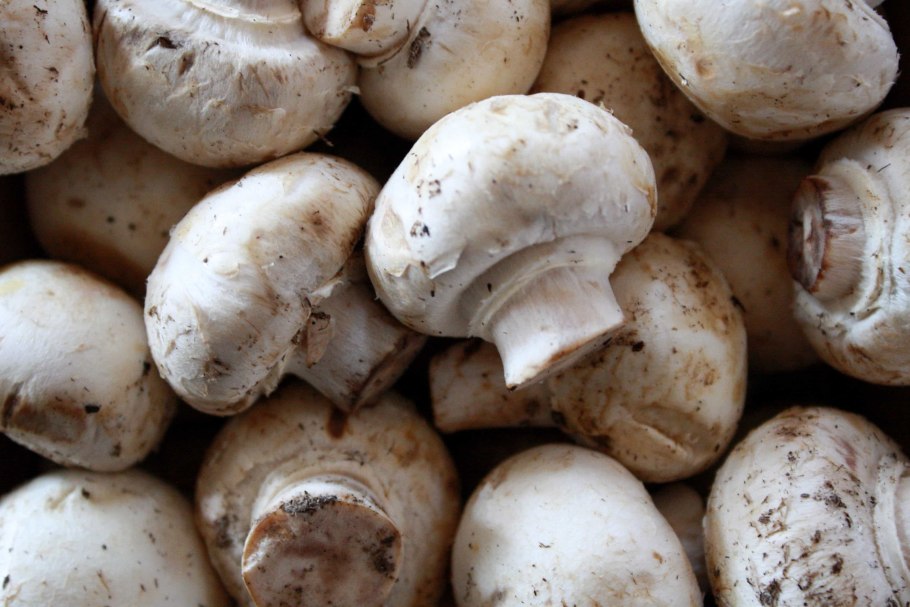 Шампиньон двукольцевой Agaricus bitorquis