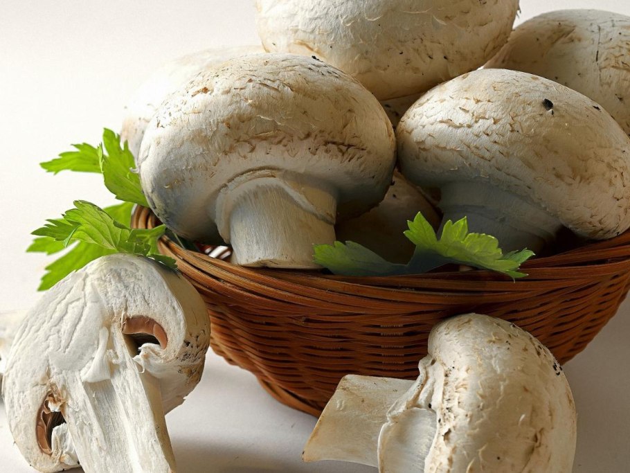 Агарикус гриб шампиньон