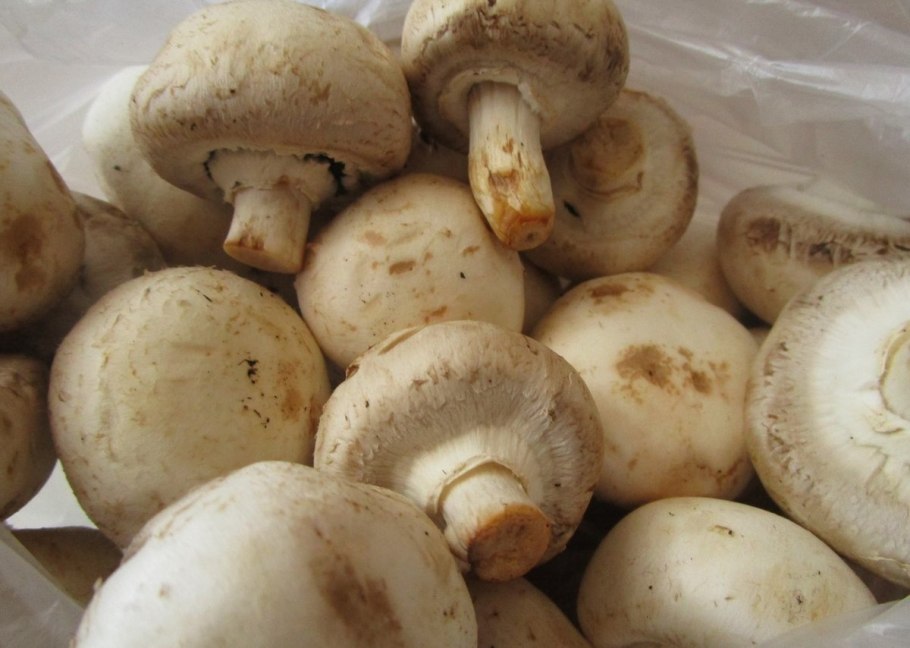 Белый гриб и шампиньон