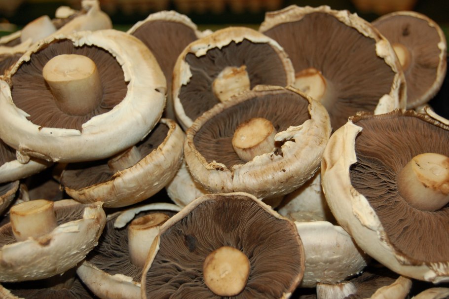 Шампиньон (Agaricus)