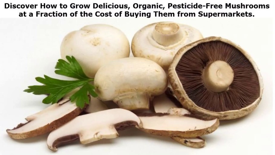 Шампиньон обыкновенный Печерица