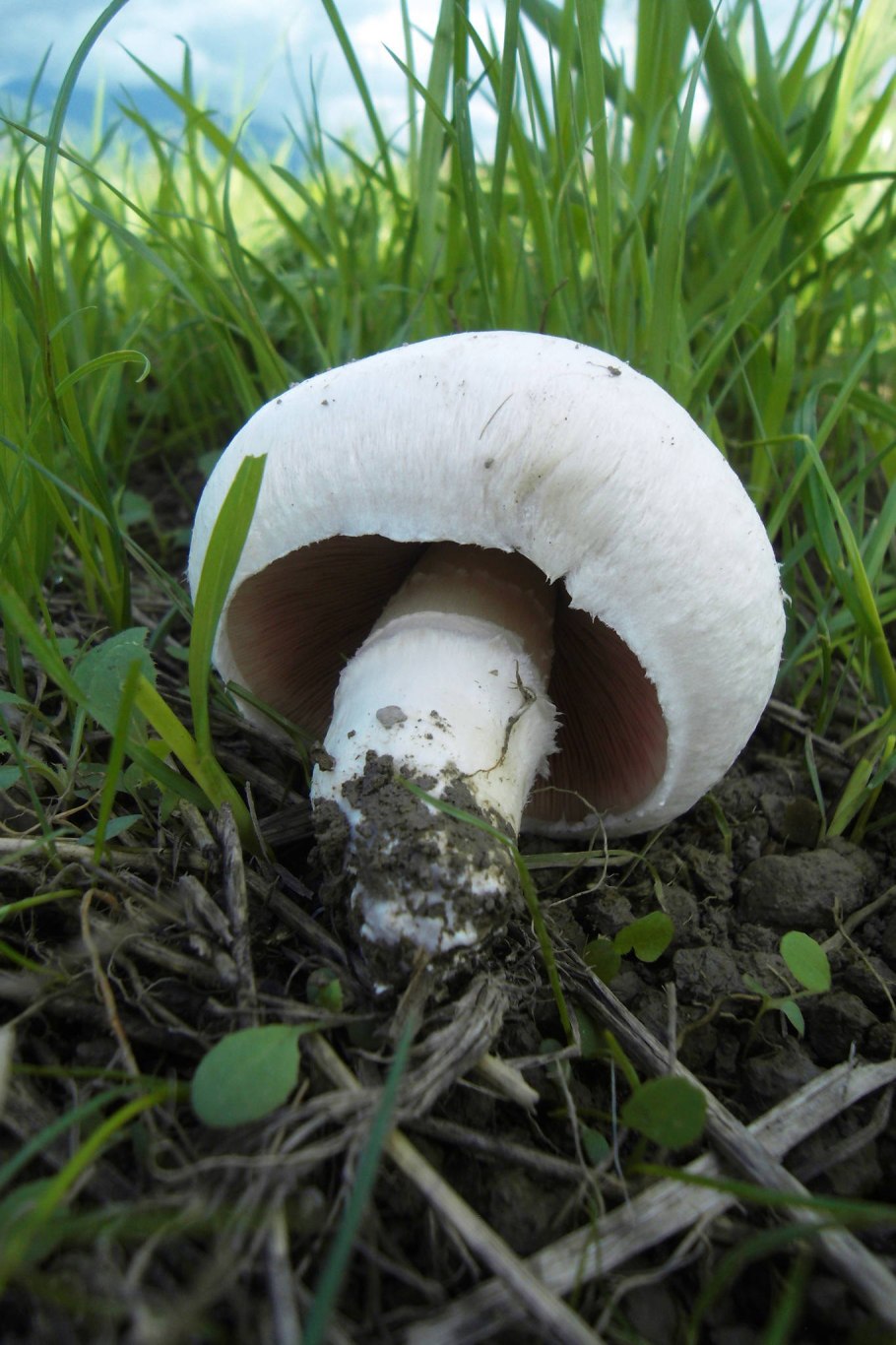 Шампиньоны ПРОРЕШКА