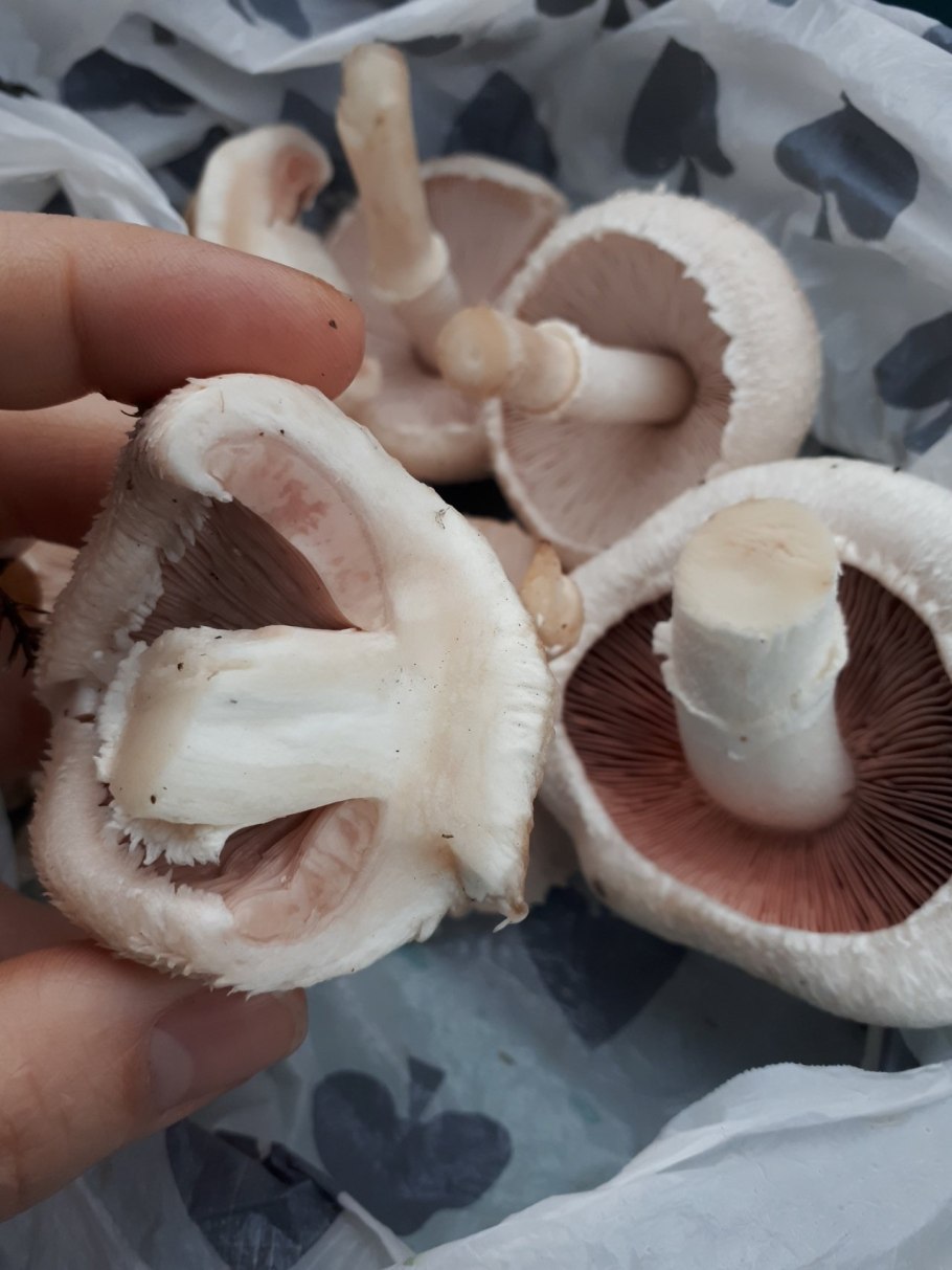 Шампиньон коричневый (60 мл.)