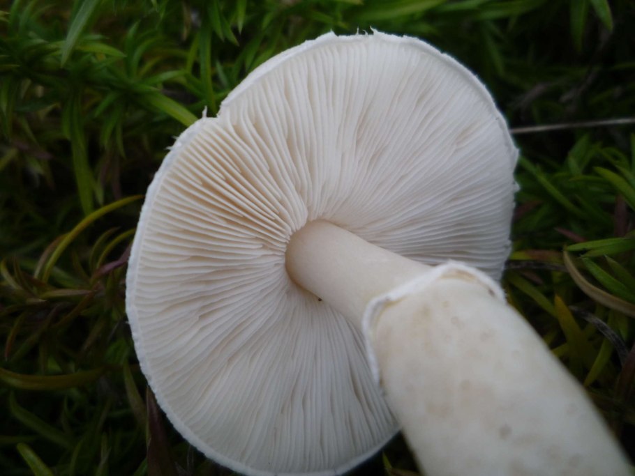 Грибы шампиньоны вес