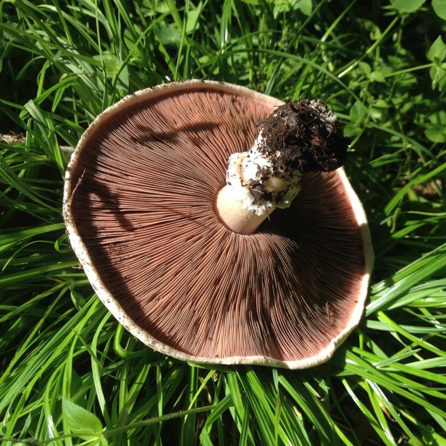 Сырые шампиньоны