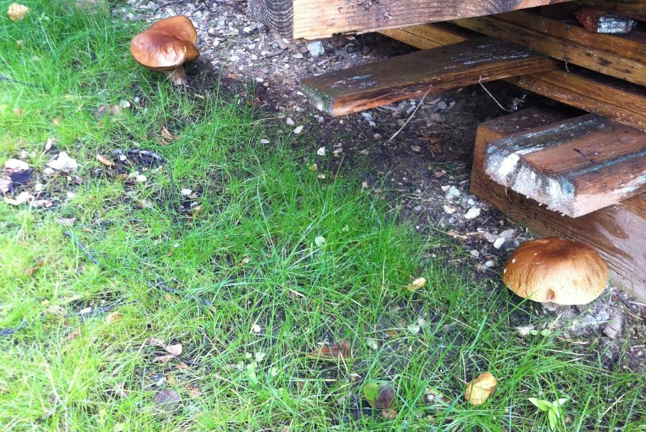 Боровик Сосновый