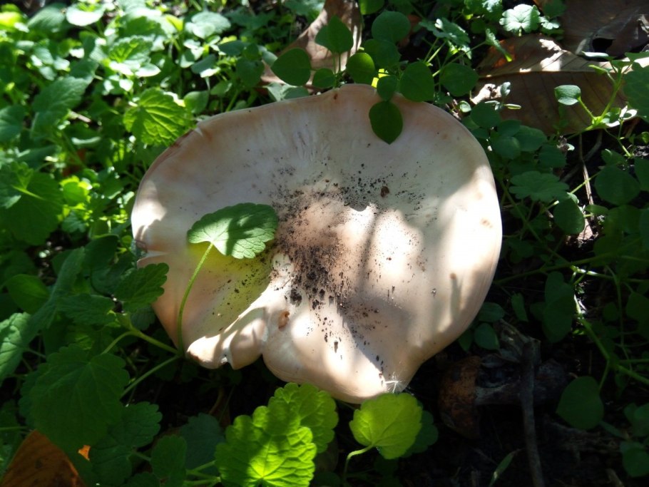 Грибы средней полосы